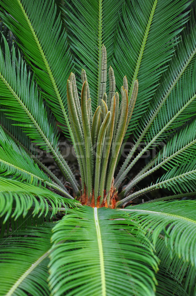 Cycad palm (Cycas) Stock photo © rbiedermann