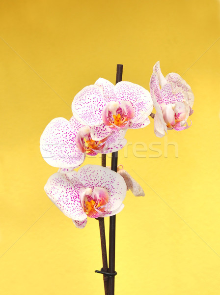 Foto stock: Orquídeas · flores · planta · blanco · rosa · púrpura