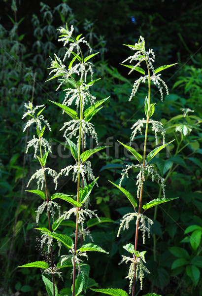 Stinging nettle (Urtica dioica) Stock photo © rbiedermann