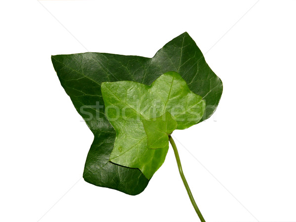 Threefold ivy leaf Stock photo © rbiedermann