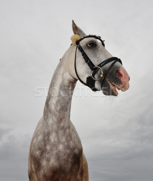 Louco cavalo parede esportes engraçado cabeça Foto stock © rbiedermann