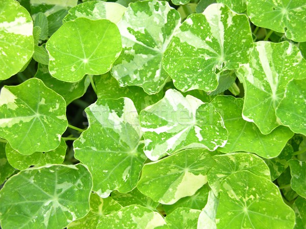 Background of bright green water cress leaves Stock photo © rbiedermann