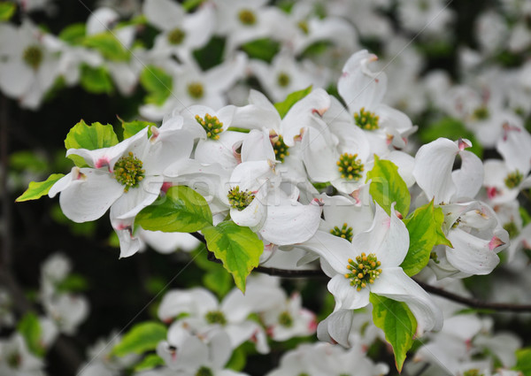 Flowering dogwood (Cornus florida) Stock photo © rbiedermann