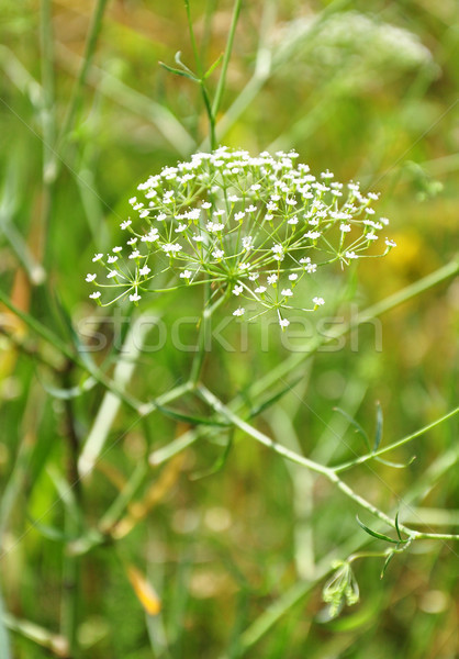Sickleweed (Falcaria vulgaris) Stock photo © rbiedermann