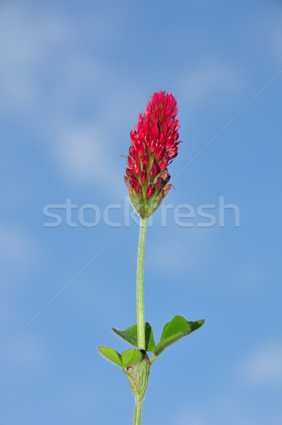 Stock foto: Hochrot · Klee · Himmel · Natur · blau · rot