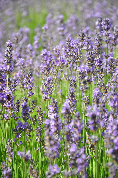 Lavender field Stock photo © rbiedermann