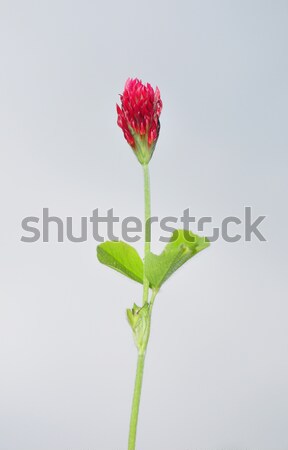 Purpuriu trifoi roşu plantă iarbă izolat Imagine de stoc © rbiedermann