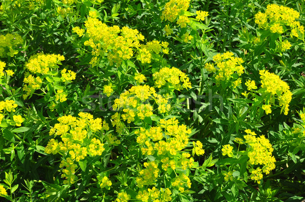 Marsh spurge (Euphorbia palustris) Stock photo © rbiedermann