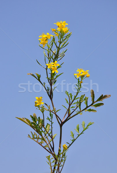 Creeping yellowcress (Rorippa sylvestris) Stock photo © rbiedermann