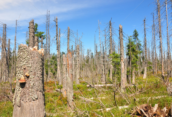 Dead wood in national park Bavarian Forest Stock photo © rbiedermann