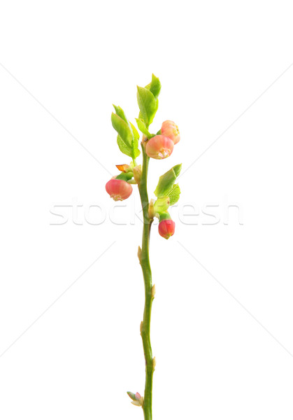 Flowering bilberry (Vaccinium myrtillus) Stock photo © rbiedermann