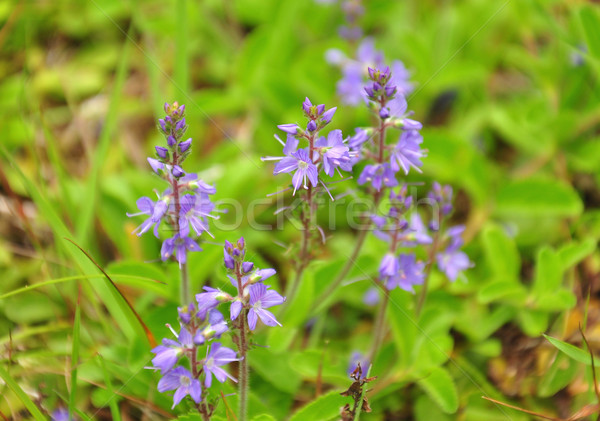 Common Speedwell (Veronica officinalis) Stock photo © rbiedermann