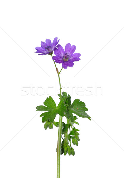 Stock photo: Hedgerow Crane`s-bill (Geranium pyrenaicum)