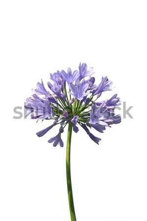 African lily (Agapanthus africanus) Stock photo © rbiedermann