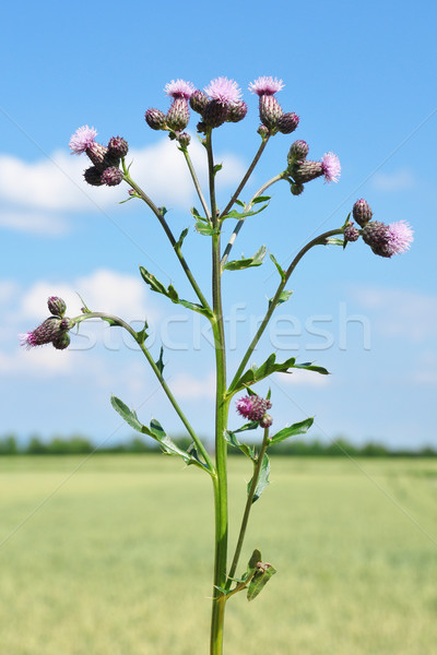 Creeping thistle (Cirsium arvense) Stock photo © rbiedermann