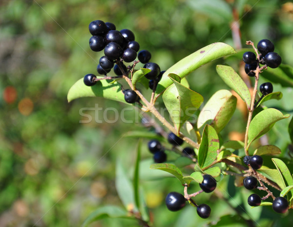 Berries of alder buckthorn (Frangula alnus) Stock photo © rbiedermann