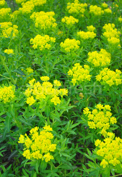 Marsh spurge (Euphorbia palustris) Stock photo © rbiedermann