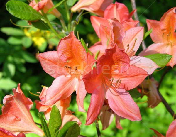 Rhododendron flower Stock photo © rbiedermann