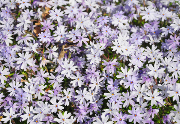 Creeping phlox (Phlox subulata) Stock photo © rbiedermann