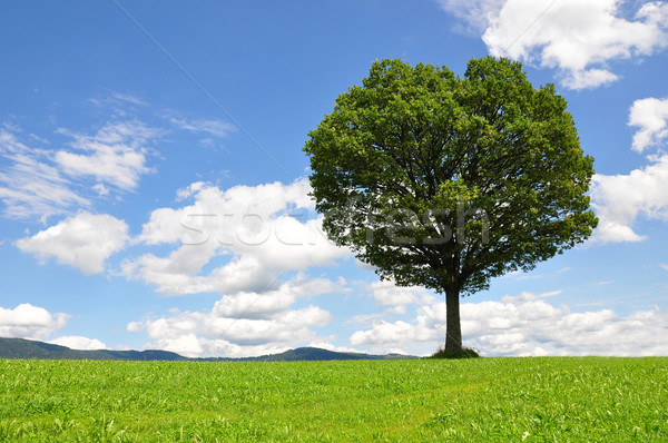 Solitary tree Stock photo © rbiedermann