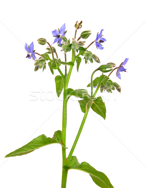 Borage (Borago officinalis) Stock photo © rbiedermann