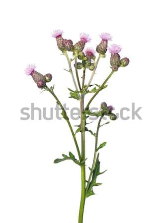 Creeping thistle (Cirsium arvense) Stock photo © rbiedermann