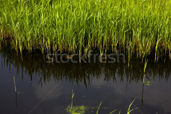 Hollanda ağaç yeşil çayır Hollanda Stok fotoğraf © rbouwman