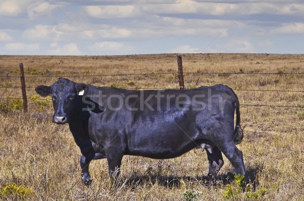 Schwarz Kuh Colorado Ebenen Essen Fleisch Stock foto © rcarner