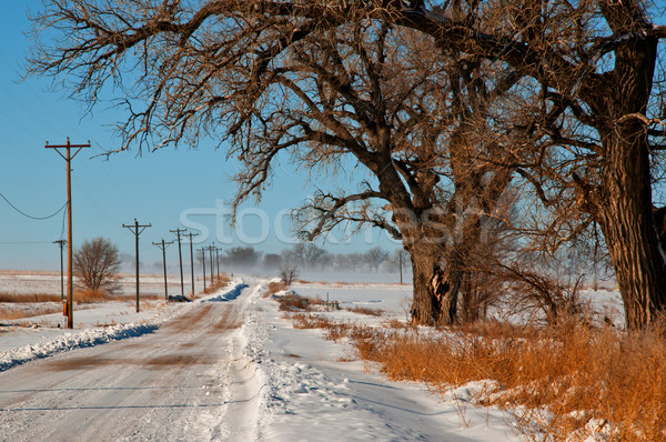 藍調 美國科羅拉多州 美國 雪 樹 商業照片 © rcarner