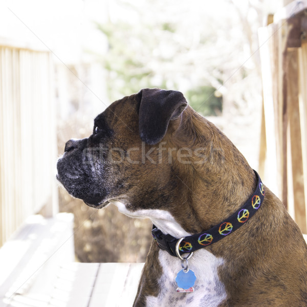 Stock photo: Pedigreed Boxer sitting on the back porch.