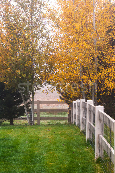 Morning haze in the back yard with autumn colors. Stock photo © rcarner