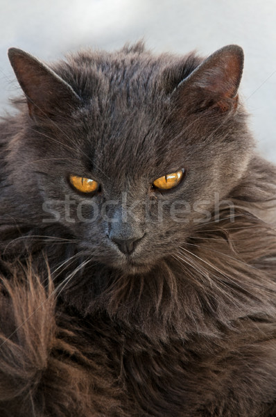 Szary kot postawa rodziny domowych kot patrząc Zdjęcia stock © rcarner