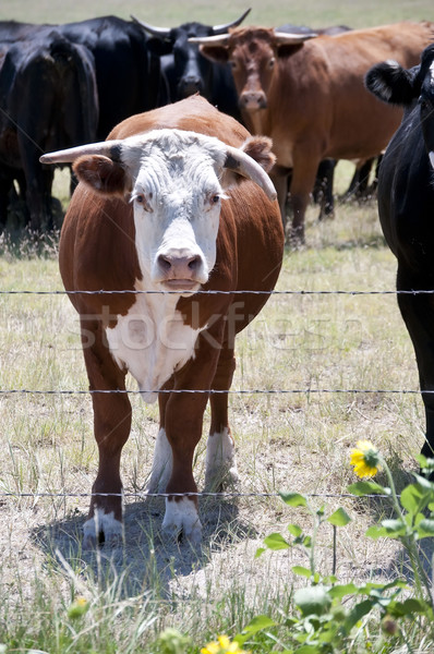 небольшой коров корова глядя забор Сток-фото © rcarner