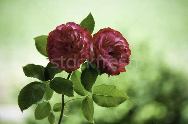 Dois rosas vermelhas vivo jardim flor rosa Foto stock © rcarner