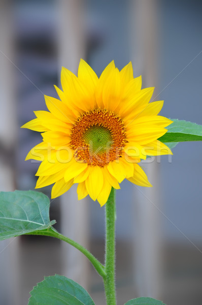 Napraforgó hamarosan első virágzó gyönyörű citromsárga Stock fotó © rcarner