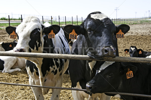 Cows at feedlot await thier fate Stock photo © rcarner
