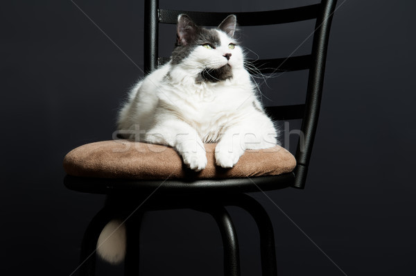 Housecat laying on a kitchen stool  Stock photo © rcarner
