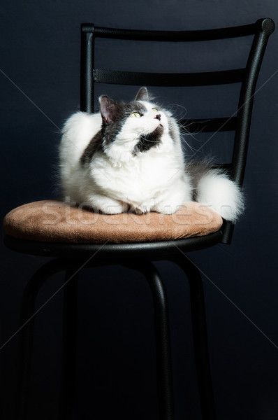 Cute housecat sitting on a kitchen stool looking up. Stock photo © rcarner