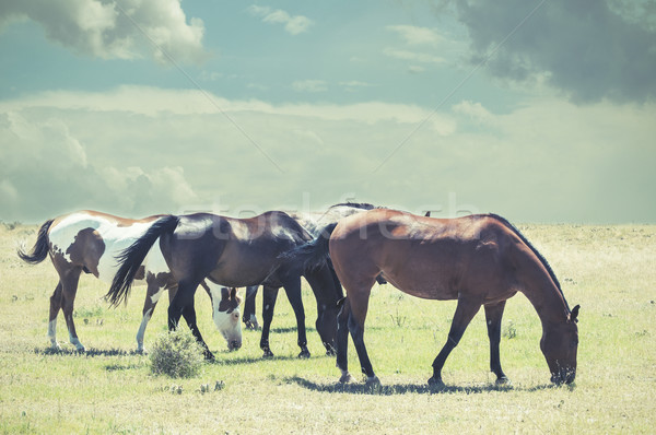 Stock fotó: Négy · lovak · préri · felhők · épít · horizont