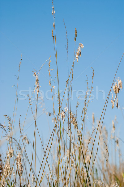 Grama blue sky sementes pronto Foto stock © rcarner