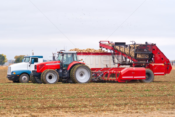 Sugar beet harvest Stock photo © rcarner