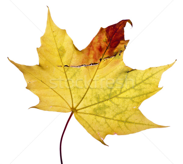 Stock photo: Maple leaf