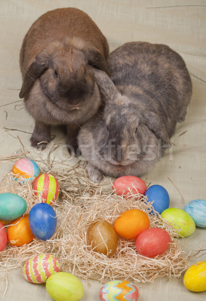 Wielkanoc dwa strony malowany Easter Eggs wiosną Zdjęcia stock © Reaktori