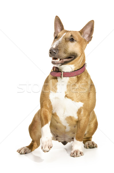 Brown beautiful female miniature Bull terrier. Stock photo © Reaktori