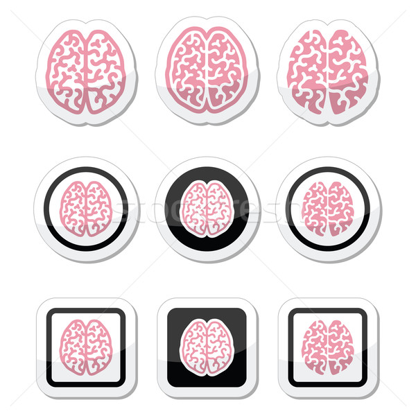 Human brain icons set - intelligence, creativity concept Stock photo © RedKoala