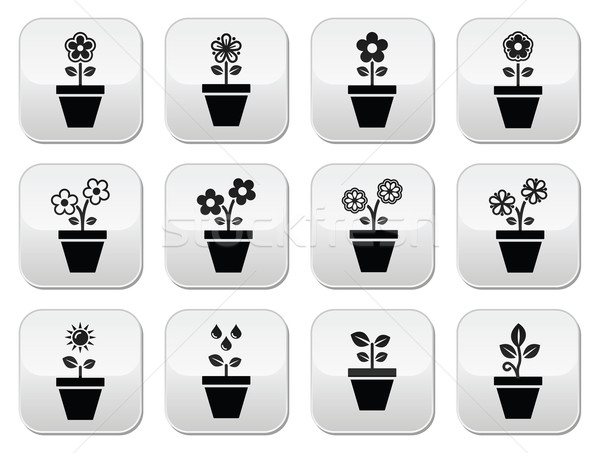 Flower, plant in pot vector icons set Stock photo © RedKoala