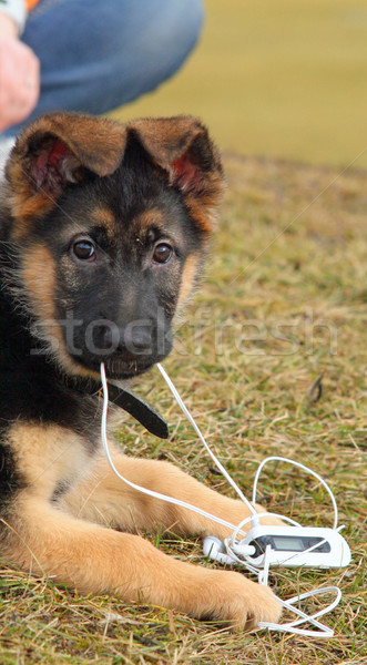 Câine joc mp3 player cioban căţeluş ochi Imagine de stoc © remik44992