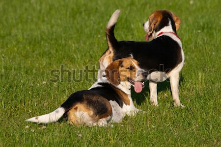 Beagle psów szczęśliwy parku psa trawy Zdjęcia stock © remik44992