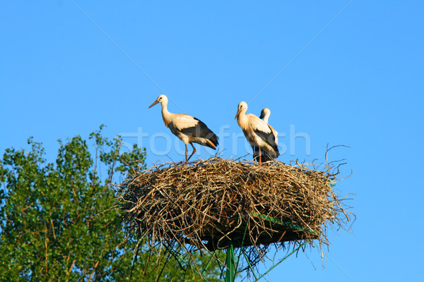 Stork family at nest Stock photo © remik44992