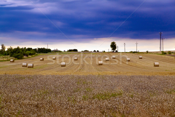 Sommer Landschaft Roggen Bereich elektrische Stock foto © remik44992